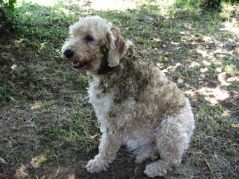 koeienhond